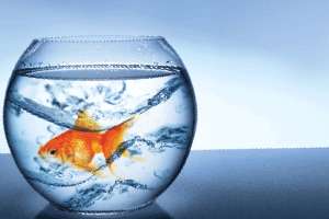 Waves    in    the    Fishbowl
