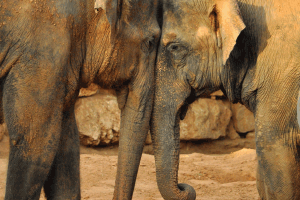 If    Animals    Could    Speak