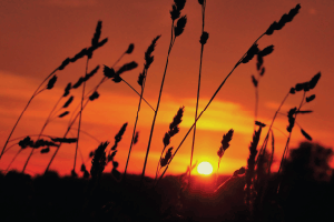 Praying    for    a    Miracle:    Perspectives    Gleaned    from    a    “Forgotten”    Ruling    in    Hilchos    Chanukah