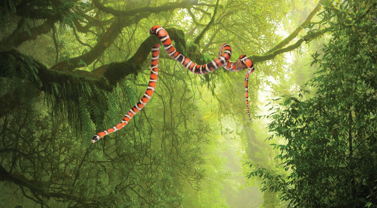 Up    Close:    Into    the    Jungle