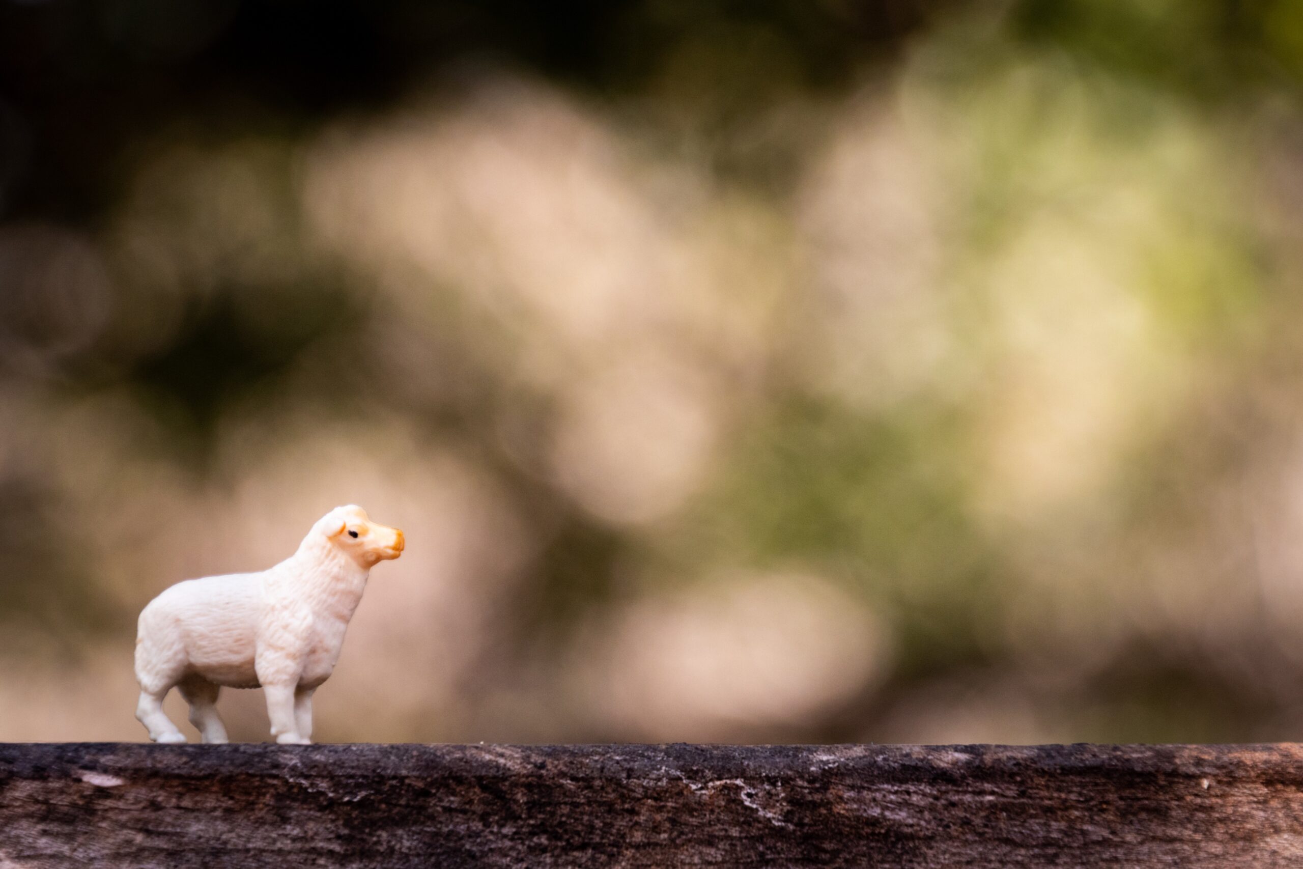 First    Of    The    Flock