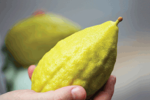 In    Search    of    the    Perfect    Esrog