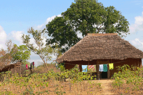 An    African    Odyssey