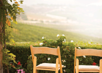 Back    to    Africa    from    a    Beit    Shemesh    Garden