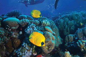 Around    the    World    in    Eight    Weeks:    Aquariums