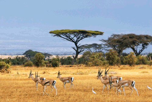 A    Child    of    Yesterday:    My    Childhood    in    Kenya