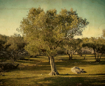 Landscape