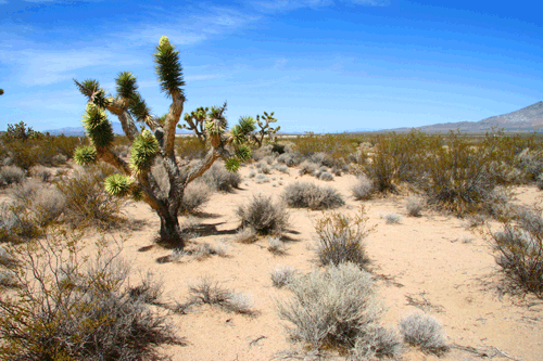 Dramatic    Deserts