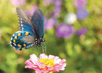 Come    Visit    Penang    Butterfly    Farm