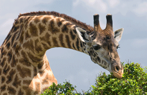 The    Giraffe    Center    in    Nairobi