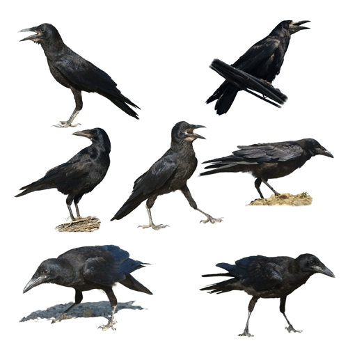Ravens