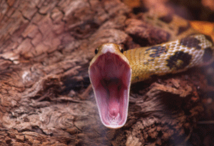 Snakes    Alive!