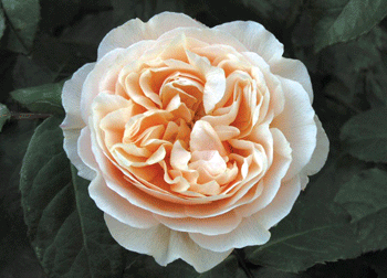 FYI    –    Roses