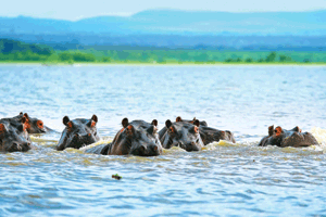 The    Lakes    of    Kenya