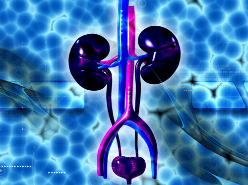 Two    Kidneys