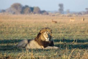 Leichter    and    Lions