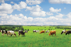 The    Early    Days    of    Dairy