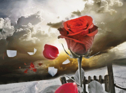 A    Rose    Unfurled