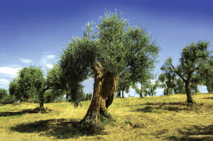The    Ins    And    Outs    Of    Olive    Oil