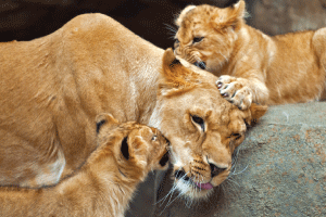 A    Pet    Lioness