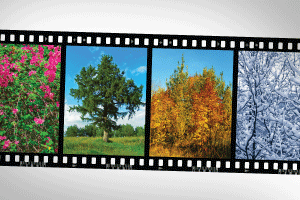 For    Your    Information    —    The    Seasons
