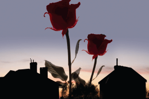 Spring    Roses