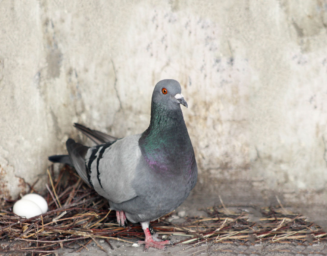 mishpacha image