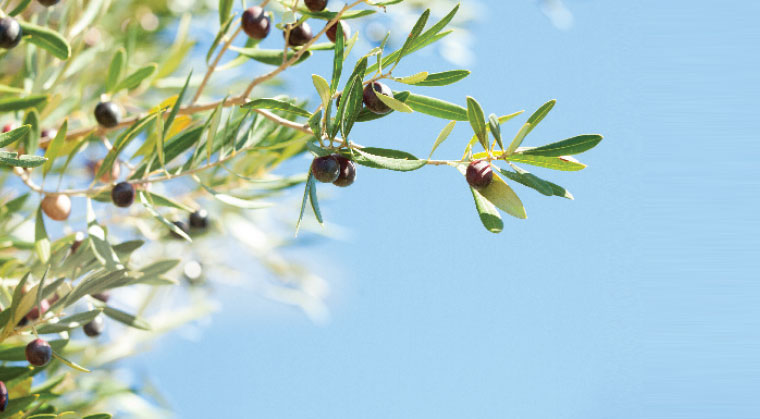 Olive Branches