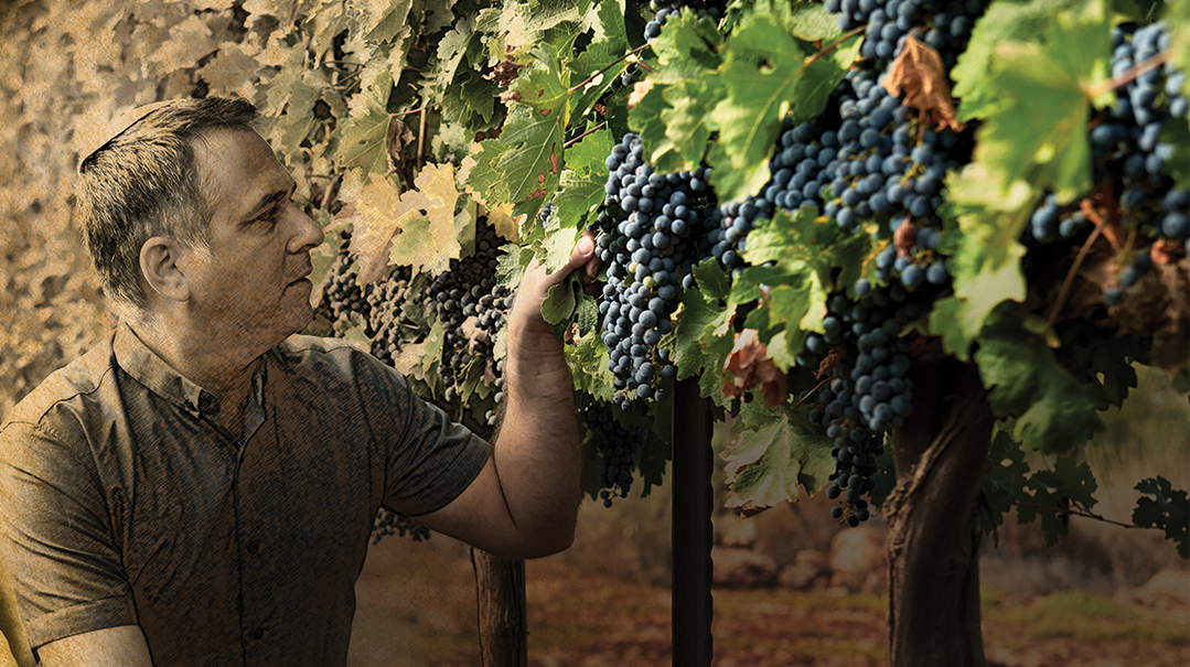 Ancient Vines and Modern Wines  