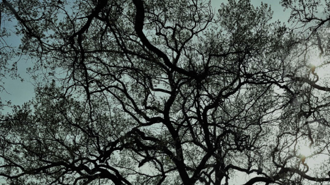Tree of Life