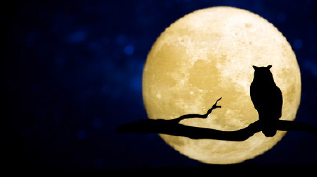 5 Things I Wish You Knew about Being a Night Owl 