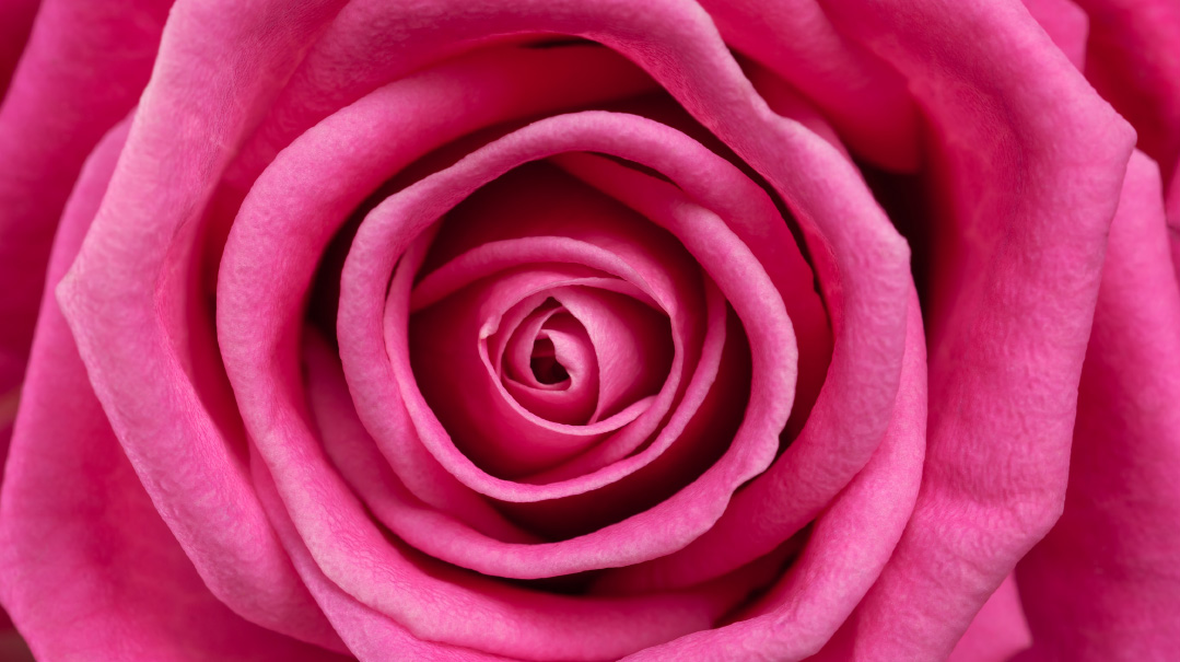 A Rose by Any Other Name