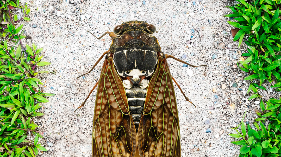 Make Way for the Cicadas    