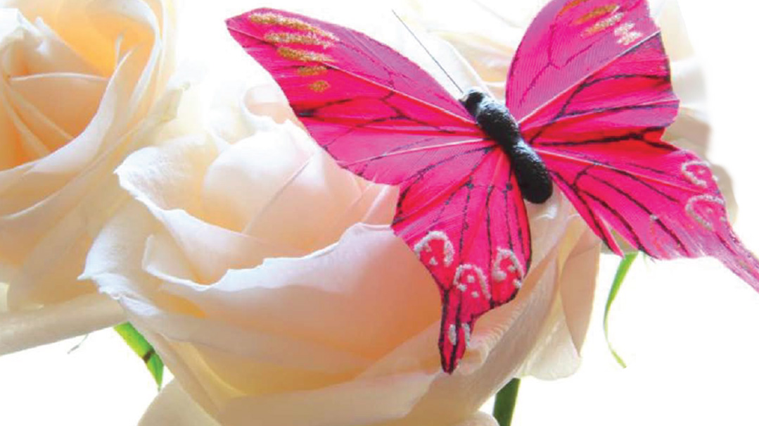 Letting Our Butterflies Hatch