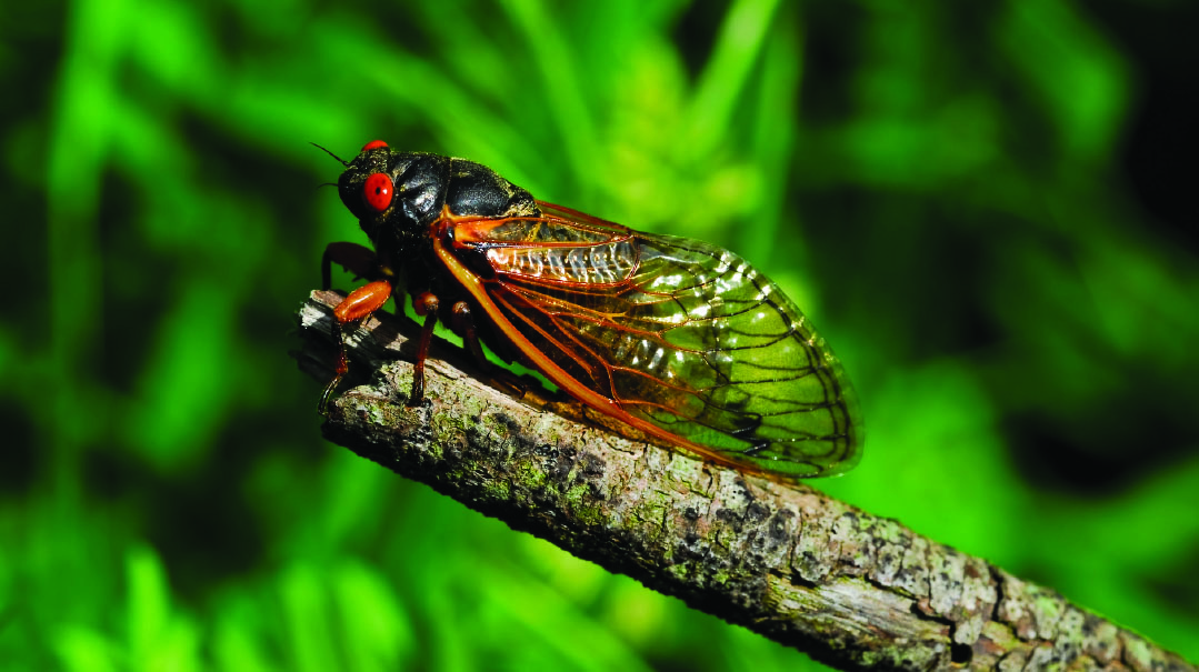 What They Don’t Tell You about Cicadas