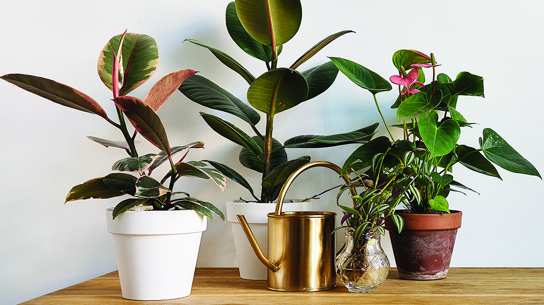 Green Thumb