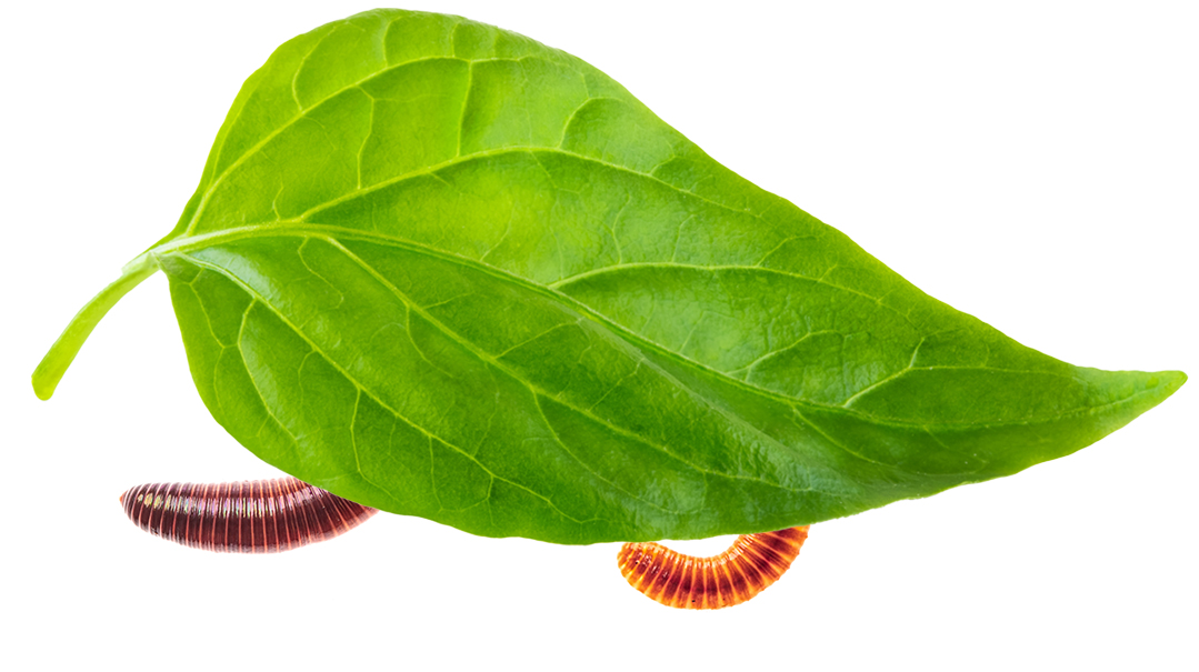 A Leaf and a Life