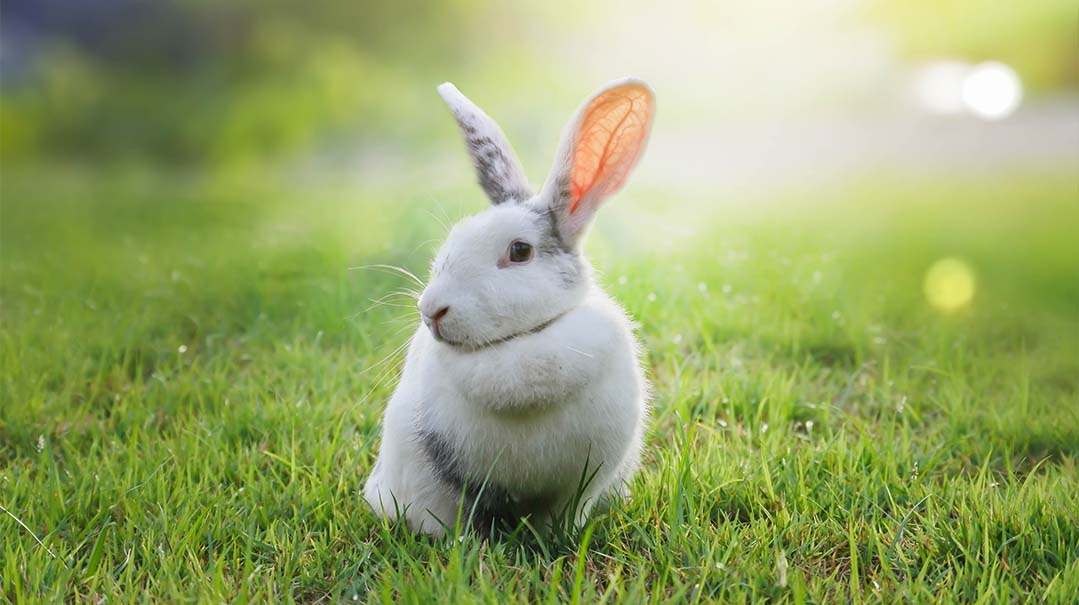In Search of Fluffy