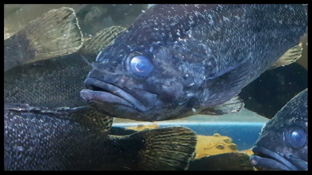 All the Fish in the Sea