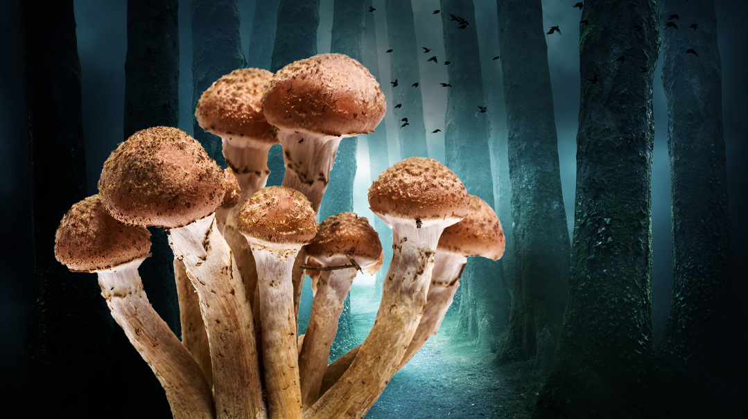 The Fungus Among Us