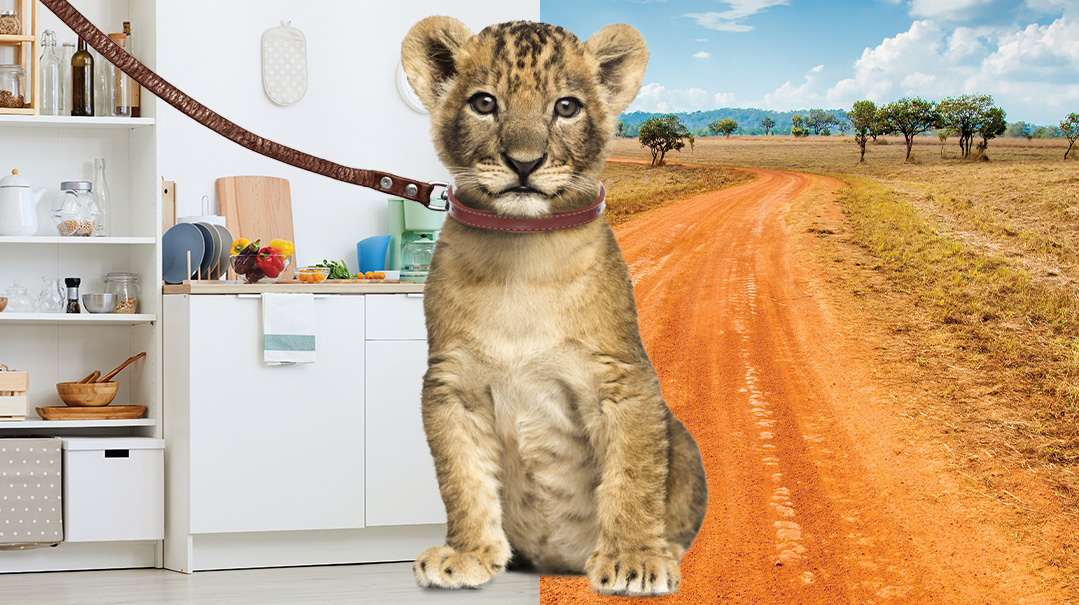 My Pet Lion
