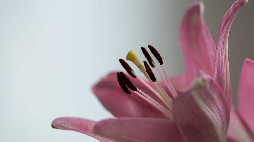Cornerstones of Growth