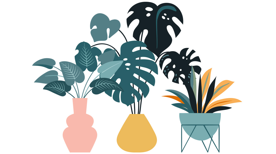 Plants