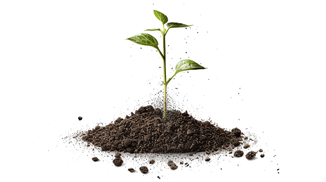 Planting a Seed