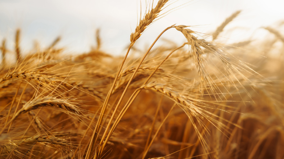 Squaring the Circle: Do You Eat Machine Matzah? 