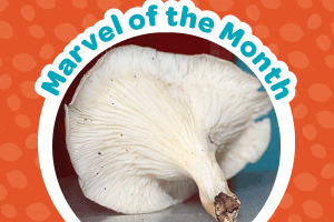 Marvel    of    the    Month:    Fantastic    Fungus