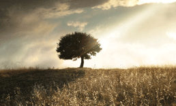Short    Story:    The    Wearying    Wait